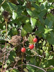 Rosa carolina