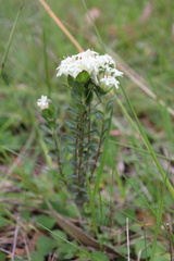 Pimelea humilis