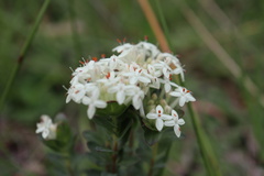 Pimelea humilis