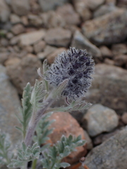 Phacelia sericea