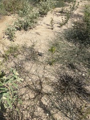 Symphyotrichum divaricatum