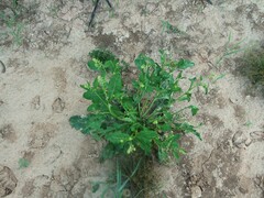Rorippa sessiliflora