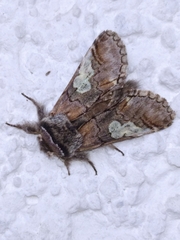 Diloba caeruleocephala