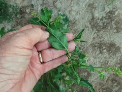 Rorippa sessiliflora