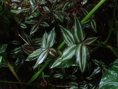 Tradescantia zebrina
