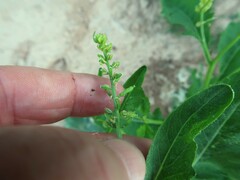 Rorippa sessiliflora