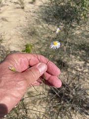 Symphyotrichum divaricatum