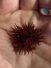 Anemonia sargassensis