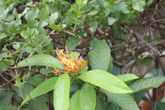 Anthreptes malacensis