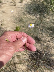 Symphyotrichum divaricatum