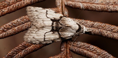 Nola delograpta
