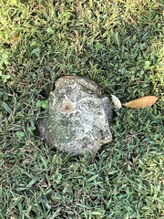 Scleroderma polyrhizum