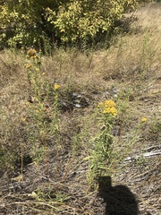 Euthamia occidentalis