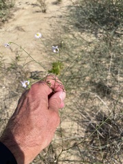 Symphyotrichum divaricatum