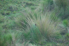 Asthenes maculicauda