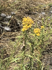 Euthamia occidentalis