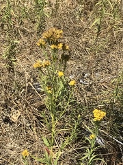 Euthamia occidentalis