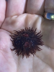 Anemonia sargassensis