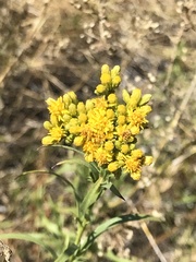 Euthamia occidentalis