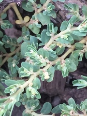 Euphorbia blodgettii