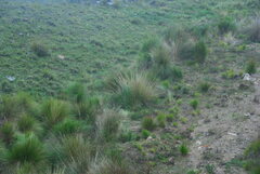 Asthenes maculicauda