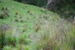 Asthenes maculicauda