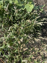 Persicaria lapathifolia