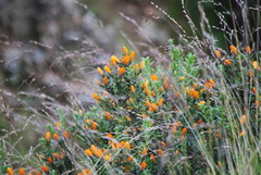 Chuquiraga longiflora