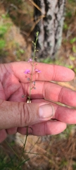 Desmodium tenuifolium