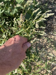 Persicaria lapathifolia