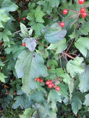 Viburnum opulus
