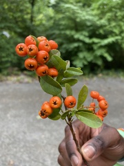 Pyracantha