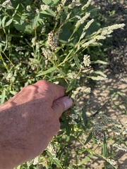 Persicaria lapathifolia