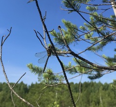 Somatochlora flavomaculata