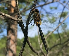 Somatochlora flavomaculata