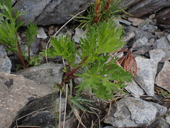 Artemisia norvegica