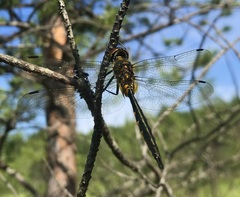 Somatochlora flavomaculata