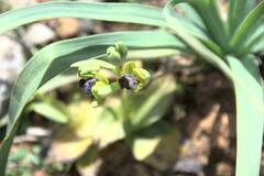 Ophrys