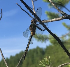Somatochlora flavomaculata