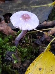 Inocybe lilacina