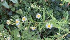 Boltonia asteroides