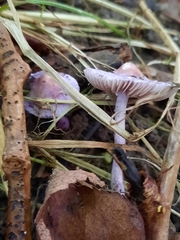 Inocybe lilacina