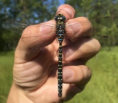 Aeshna subarctica