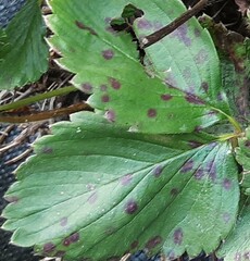 Diplocarpon fragariae