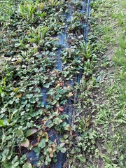 Diplocarpon fragariae