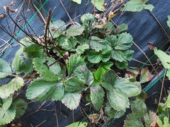 Diplocarpon fragariae