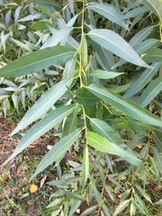 Salix triandra