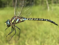 Aeshna subarctica
