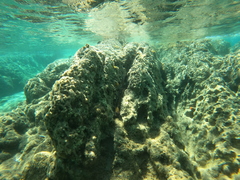 Muraena helena