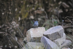 Geospizopsis unicolor